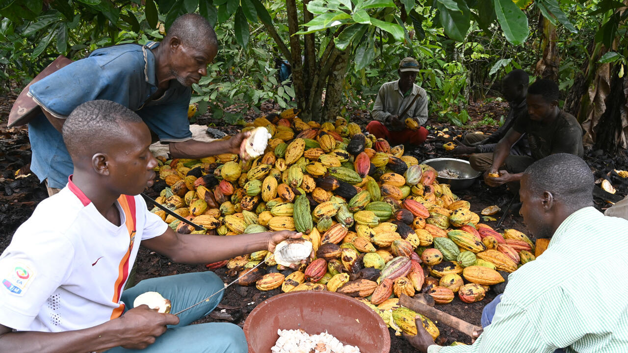 ADO prix cacao Alassane ouattara élections
