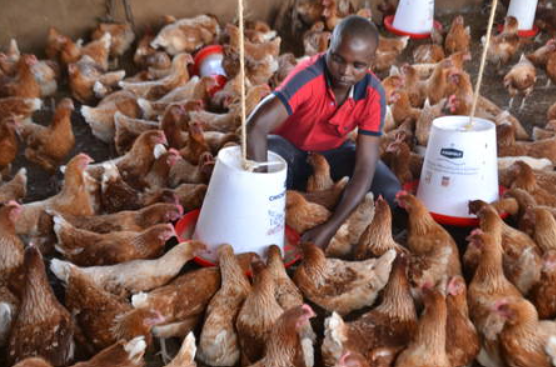 Côte d'Ivoire/Filière avicole : la TVA de 18 % sur l’aliment va faire flamber le prix du poulet 8 côte d'ivoire taxes