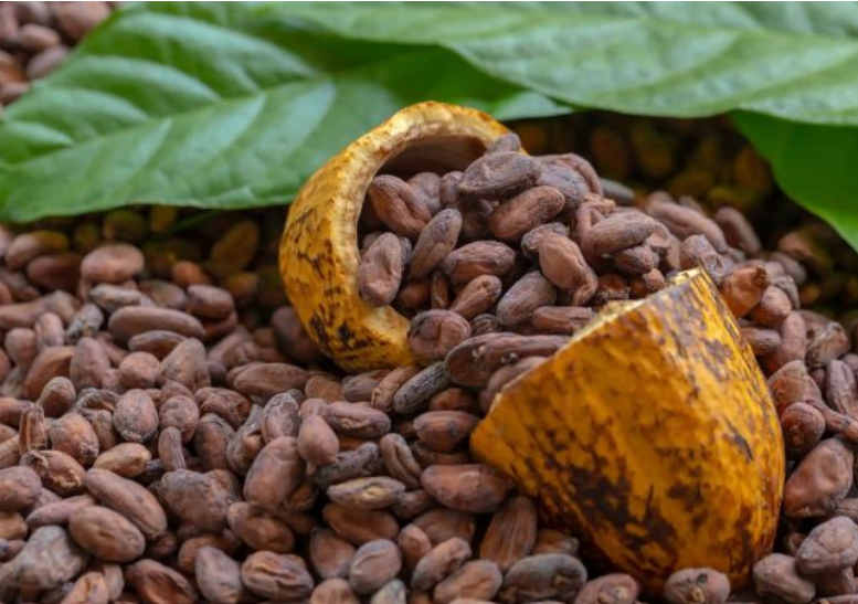 Côte d’Ivoire / Commercialisation du cacao : l’or brun pâlit après avoir atteint des sommets 8 cacao 2026 2027