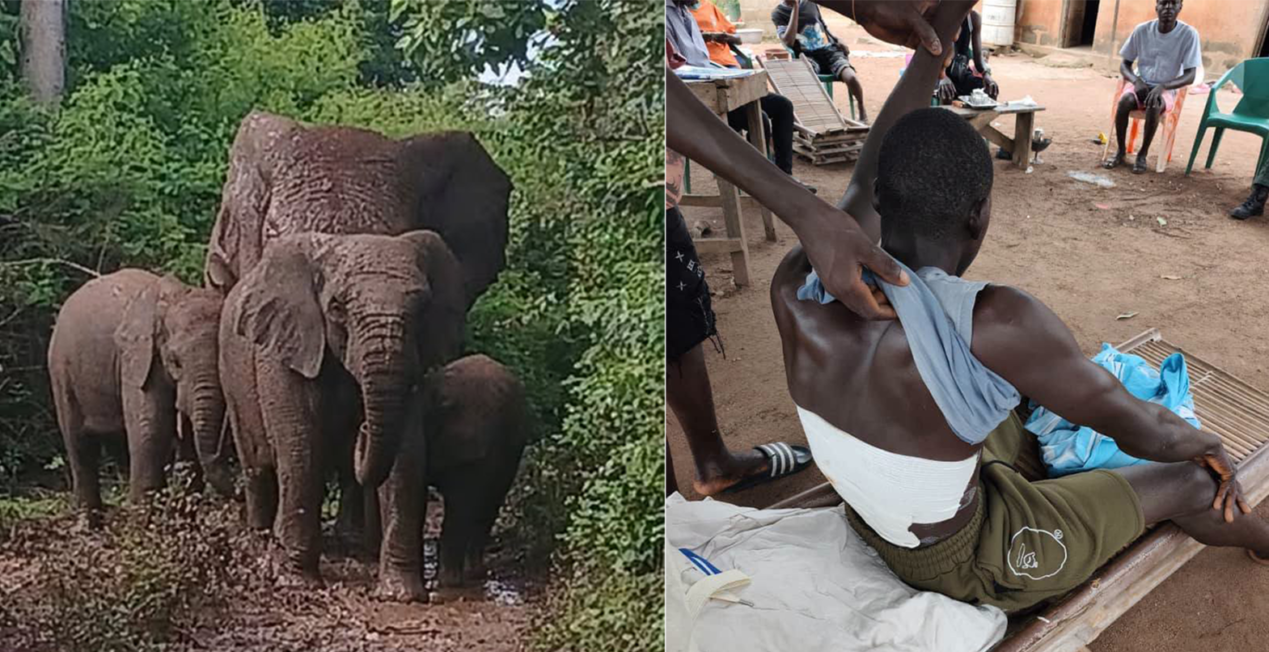 Côte d’Ivoire/ Recrudescence des conflits entre les populations et les éléphants : les autorités appelle à la vigilance 8 elephants eaux forets e1790596646611